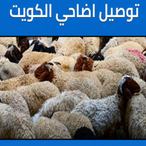 ذبايح للبيع مع قصاب - بالكويت - ذبايح للبيع - بيع ذبايح - توصيل ذبايح - قصاب - بيع اضاحي - بيع اغنام - بيع ذبايح الكويت 3 %D8%AA%D9%88%D8%B5%D9%8A%D9%84 %D8%B0%D8%A8%D8%A7%D9%8A%D8%AD 1 1 ذبايح للبيع مع قصاب - بالكويت - ذبايح للبيع - بيع ذبايح - توصيل ذبايح - قصاب - بيع اضاحي - بيع اغنام - بيع ذبايح الكويت