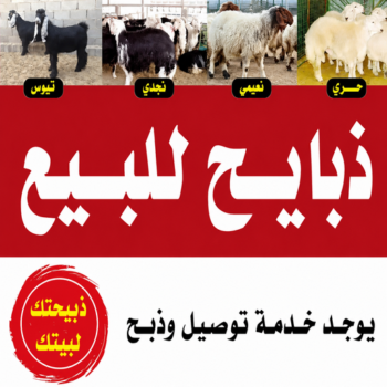 ذبايح - ذبايح للبيع - توصيل ذبايح - بالكويت📞 - ذبائح - غنم للبيع - اغنام للبيع - اغنام الكويت - غنم - خرفان للبيع - سوق الغنم - قصاب - ذبائح للبيع