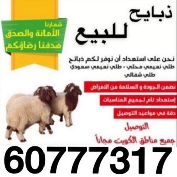 ذبايح - ذبايح للبيع - توصيل ذبايح - ابومصطفي 📞 60777317 - ذبائح - غنم للبيع - اغنام للبيع - اغنام الكويت - غنم - خرفان للبيع - سوق الغنم - قصاب - ذبائح للبيع