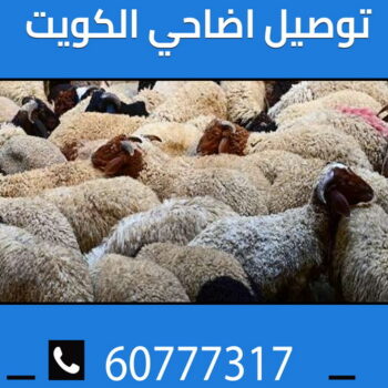 ذبايح للبيع مع قصاب - بالكويت 60777317 - ذبايح للبيع - بيع ذبايح - توصيل ذبايح - قصاب - بيع اضاحي - بيع اغنام - بيع ذبايح الكويت